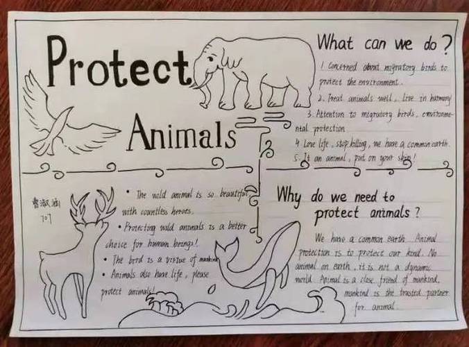 保护动物英语手抄报简单