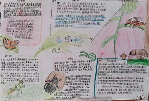 书写生活 描绘生命记八年级全体学生《昆虫记》手抄报成果评比