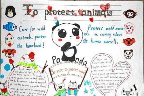 panda英语大熊猫的手抄报 英语英语手抄报大熊猫介绍英语手抄报英语英