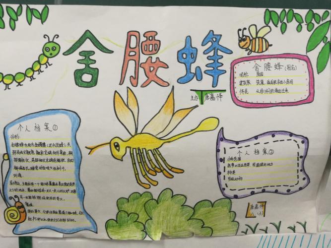 展有关昆虫的手抄报有关昆虫的手抄报昆虫记手抄报昆虫记手抄报八年级