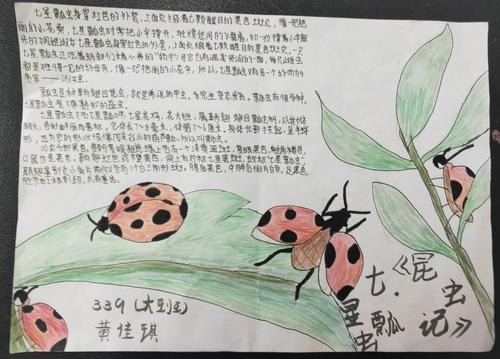 339班的孩子们在认真阅读《昆虫记》后完成了《昆虫记》读后感手抄报