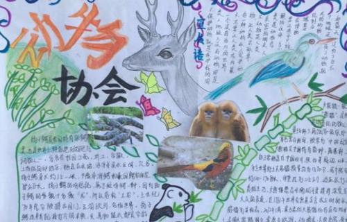 关于动物趣闻的手抄报图片保护野生动物6