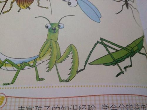 益虫与害虫手抄报分享展示益虫的好处幼儿园中班科学活动益虫和害虫
