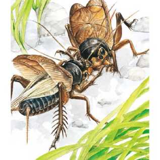昆虫记关于蟋蟀的手抄报 昆虫记手抄报
