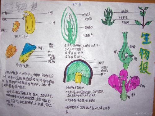生物圈有哪些绿色植物的手抄报 关于生物的手抄报