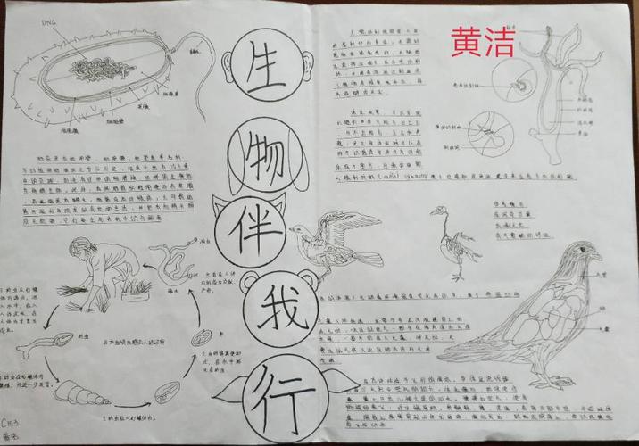 张坊中学八年级生物知识手抄报竞赛