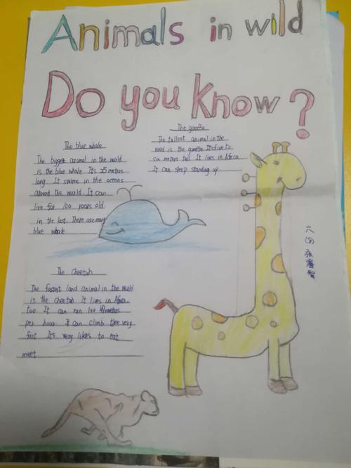 人民路小学六8班保护动物英语海报手抄报展 写美篇熊猫来了大象