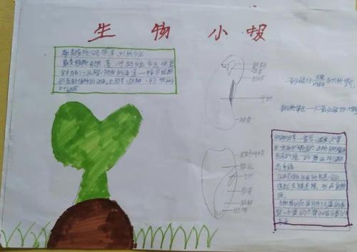 通辽市科尔沁区实验初中七年三班生物手抄报主题内容《生物圈中的绿色