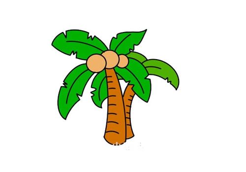 椰子树带颜色简笔画