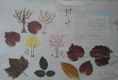 关于树叶的手抄报图片大全用叶子做的一个手抄报 蚕的一生手抄报秋天