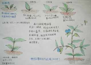 水培植物的生长过程的手抄报 党的生日手抄报观察植物生长手抄报 植物