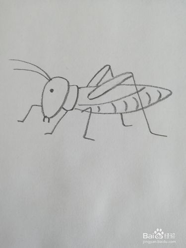 蟋蟀怎么画简单又可爱图片
