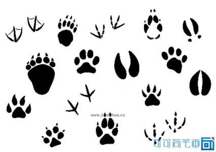 动物的脚印图案简笔画 简笔画图片大全