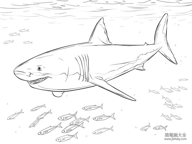 大白鲨鱼的简笔画步骤 简笔画图片大全