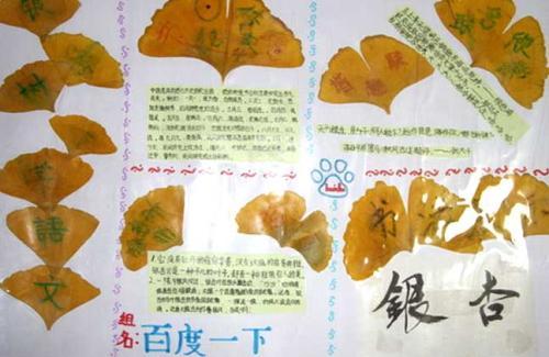 小学部举行第二届银杏飘香艺术节手抄报比赛-80kb关于银杏树的手抄报