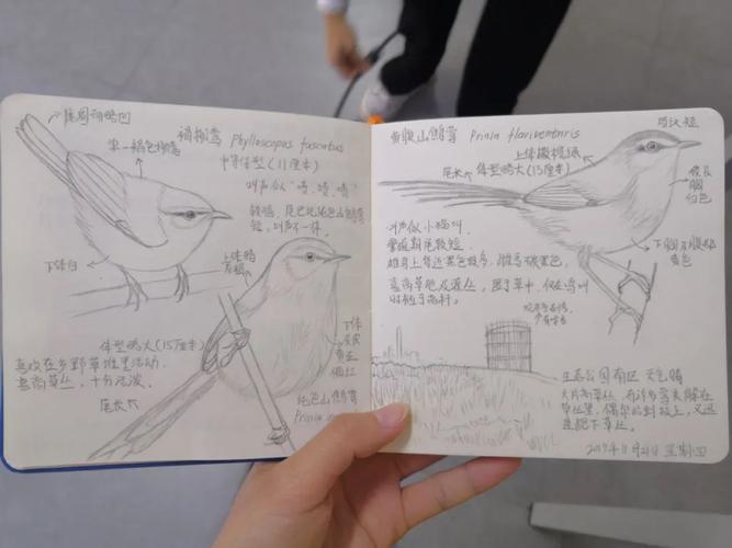 观鸟的自然笔记或者做一张爱鸟护鸟主题的手抄报为爱鸟周打call图画