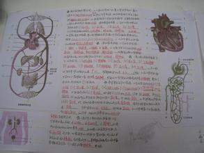一个西瓜子在人体消化道的经历手抄报 手抄报版面设计图