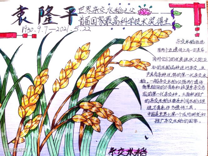 纪念水稻之父袁隆平的手抄报图片