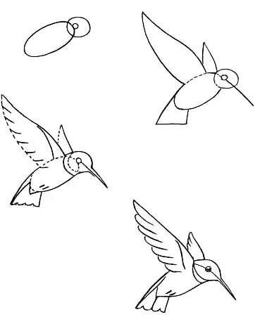 正在飞的鸟的画法图片