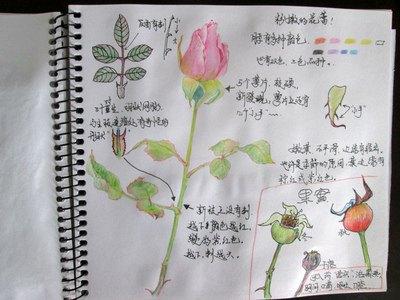 制作一份药用植物自然笔记的手抄报读书笔记手抄报