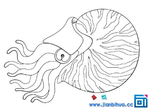 鹦鹉螺号儿童画图片