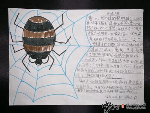 二年级下册蜘蛛开店的手抄报 二年级下册手抄报