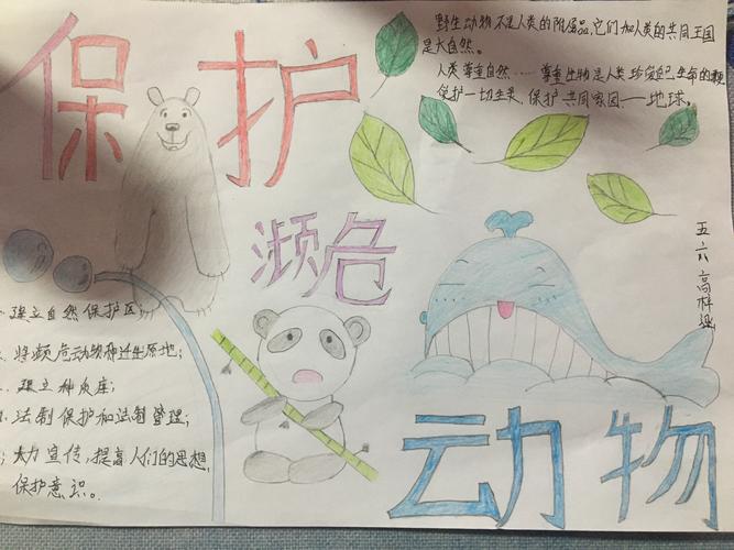 富裕县友谊乡中心学校五年级组保护野生动物从我做起手抄报作品展