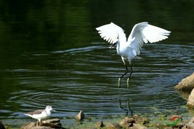 白鹭与鹤的关系孩子与白鹭的手抄报白鹭湖湿地公园