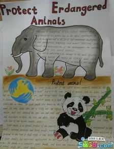 新年的英语手抄报八年级保护动物手抄报 保护动物手抄报有关于动物