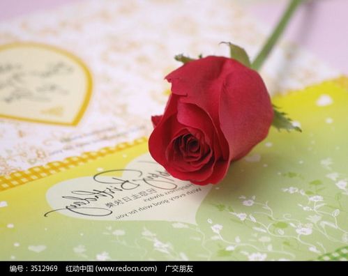 放在贺卡上的一朵玫瑰花图片