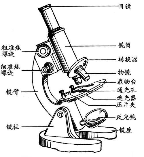 科尔沁实验初中七年十四班生物手抄报第一期细胞与显微镜