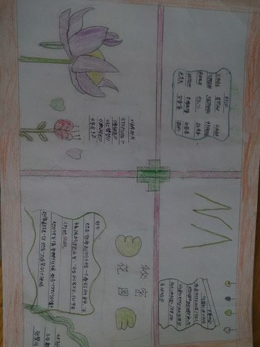中杨小学六年级《秘密花园》手抄报