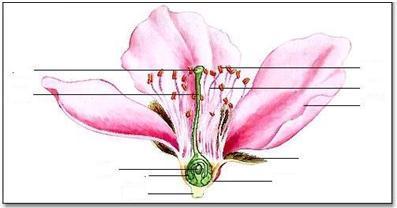 花的种类和传粉做一份手抄报 花的手抄报