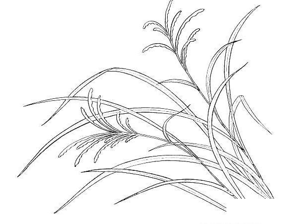稻草怎么画简单画笔图片