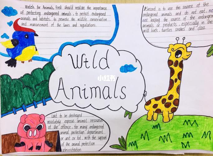 园手抄报4月20日人民路小学六8班保护动物英语海报手抄报展学生作业