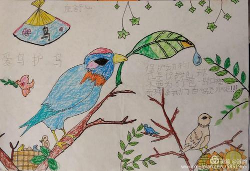 关注候鸟保护守护绿色家园楚寨小学爱鸟周主题活动之手抄报