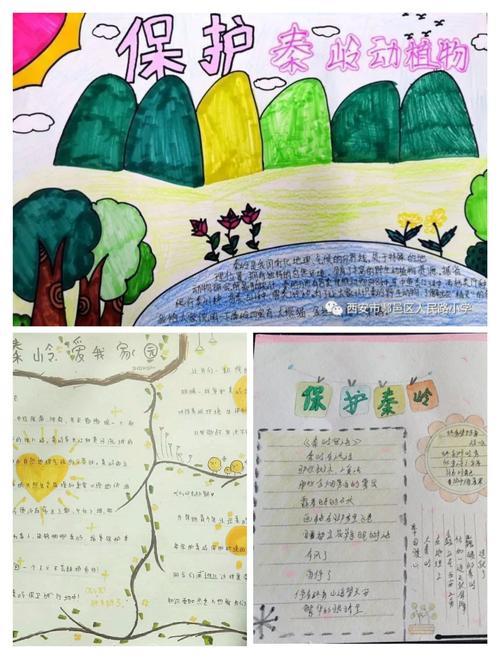 一幅幅精美的绘画和手抄报作品表达了同学们对秦岭