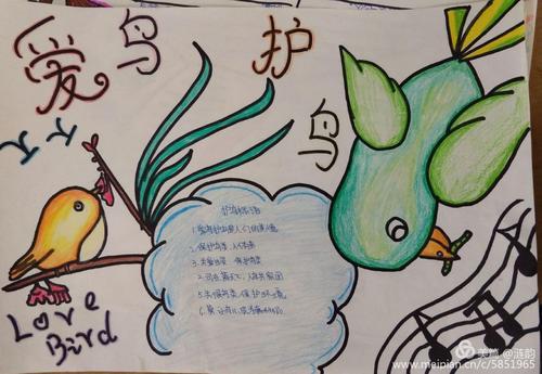 关注候鸟保护守护绿色家园楚寨小学爱鸟周主题活动之手抄报