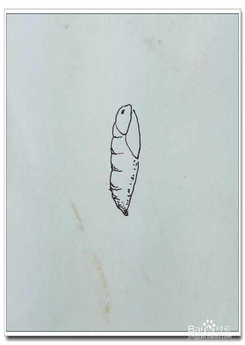 蝴蝶蛹的简笔画图片